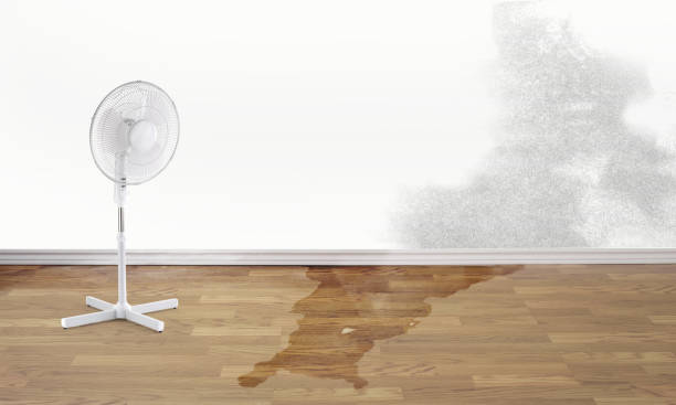Best Water damage restoration near me  in Morton, TX
